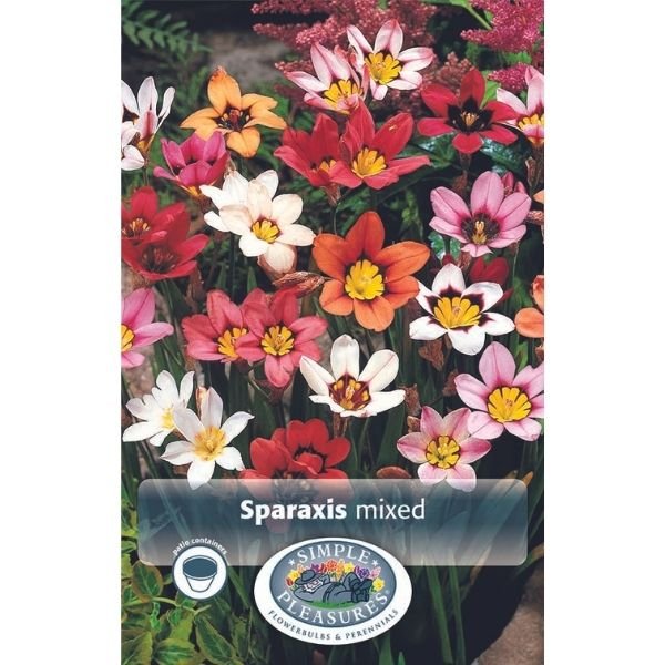 Mixed Tricolor Sparaxis - Nature Hills Nursery - 20 Pack Bulbs - 