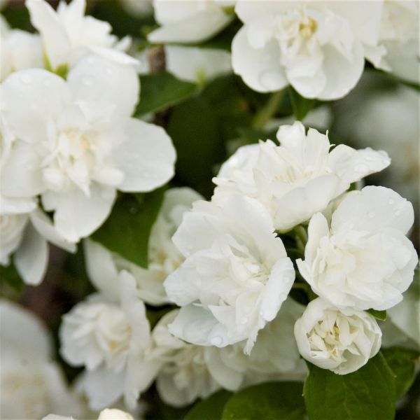 Snow White™ Mock Orange | Buy at NatureHills.com