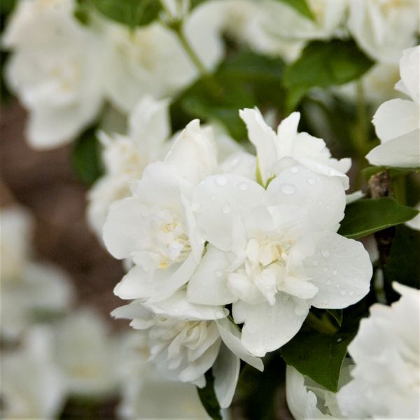 Snow White™ Mock Orange | Buy at NatureHills.com