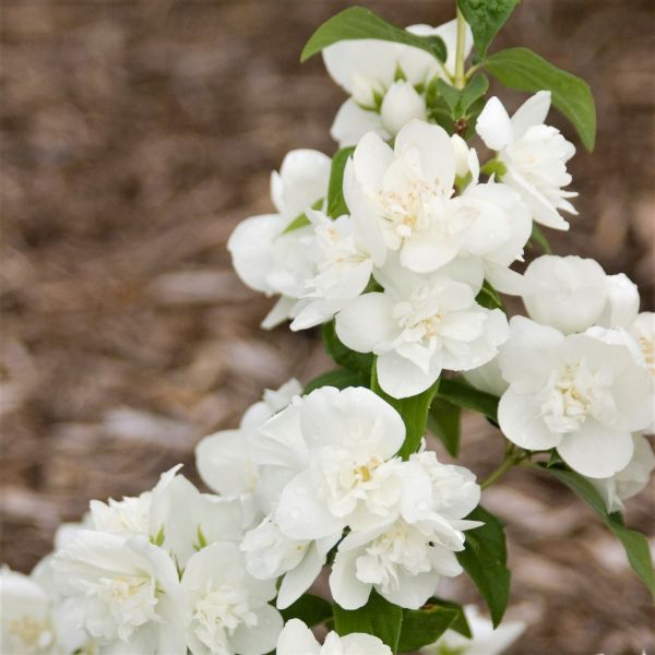 Snow White™ Mock Orange | Buy at NatureHills.com