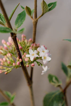 Mohawk Burkwood Viburnum - Bush - Nature Hills Nursery - 3 Container 1 - 2 Feet - 