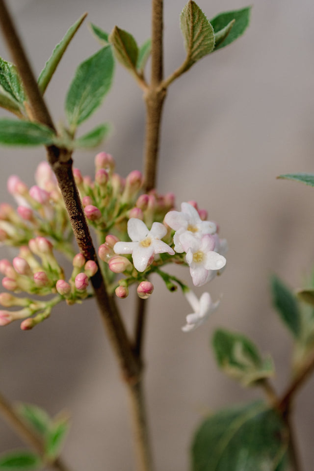 Mohawk Burkwood Viburnum - Bush - Nature Hills Nursery - 3 Container 1 - 2 Feet - 