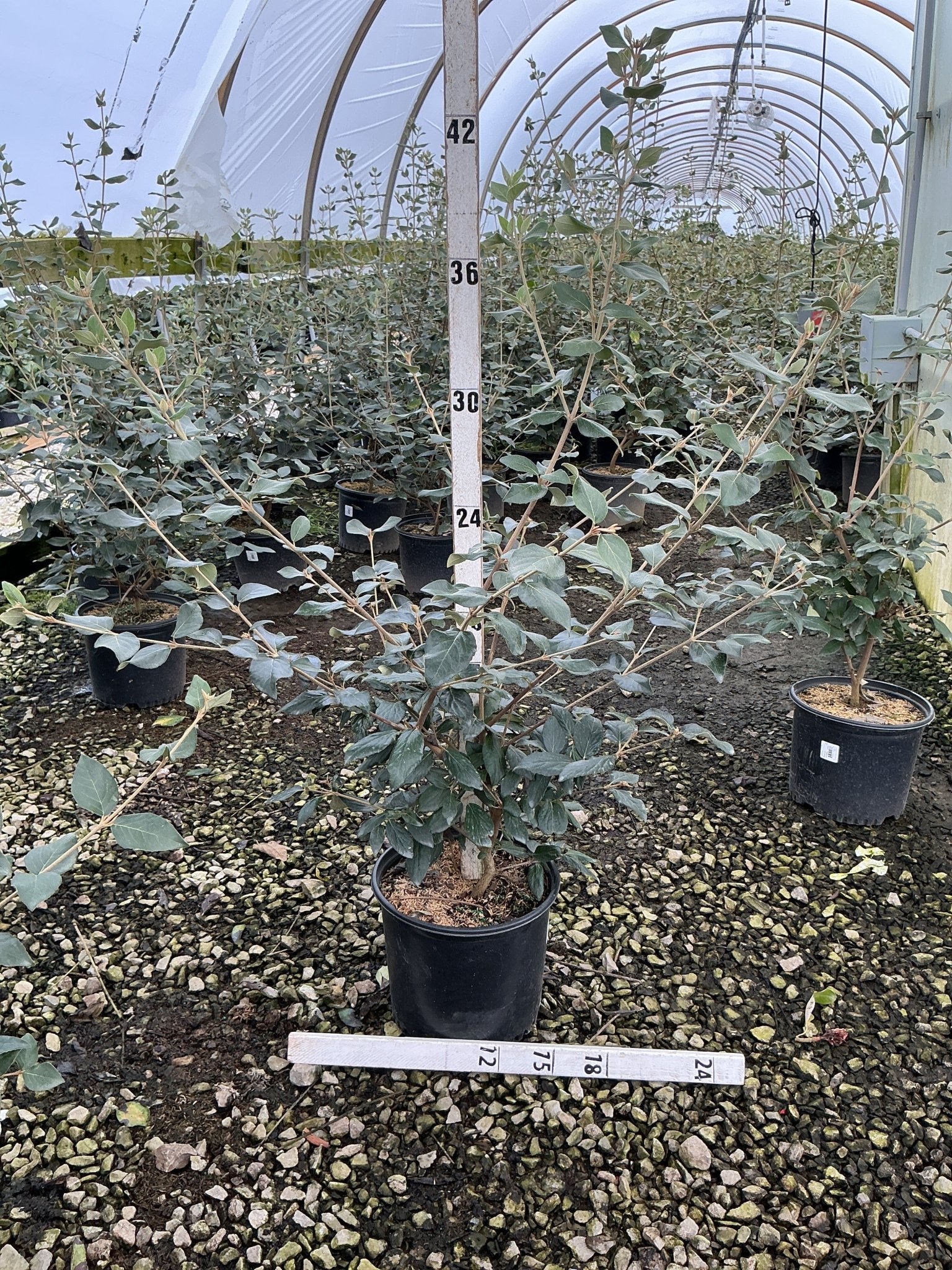 Mohawk Burkwood Viburnum - Thumbnail 4