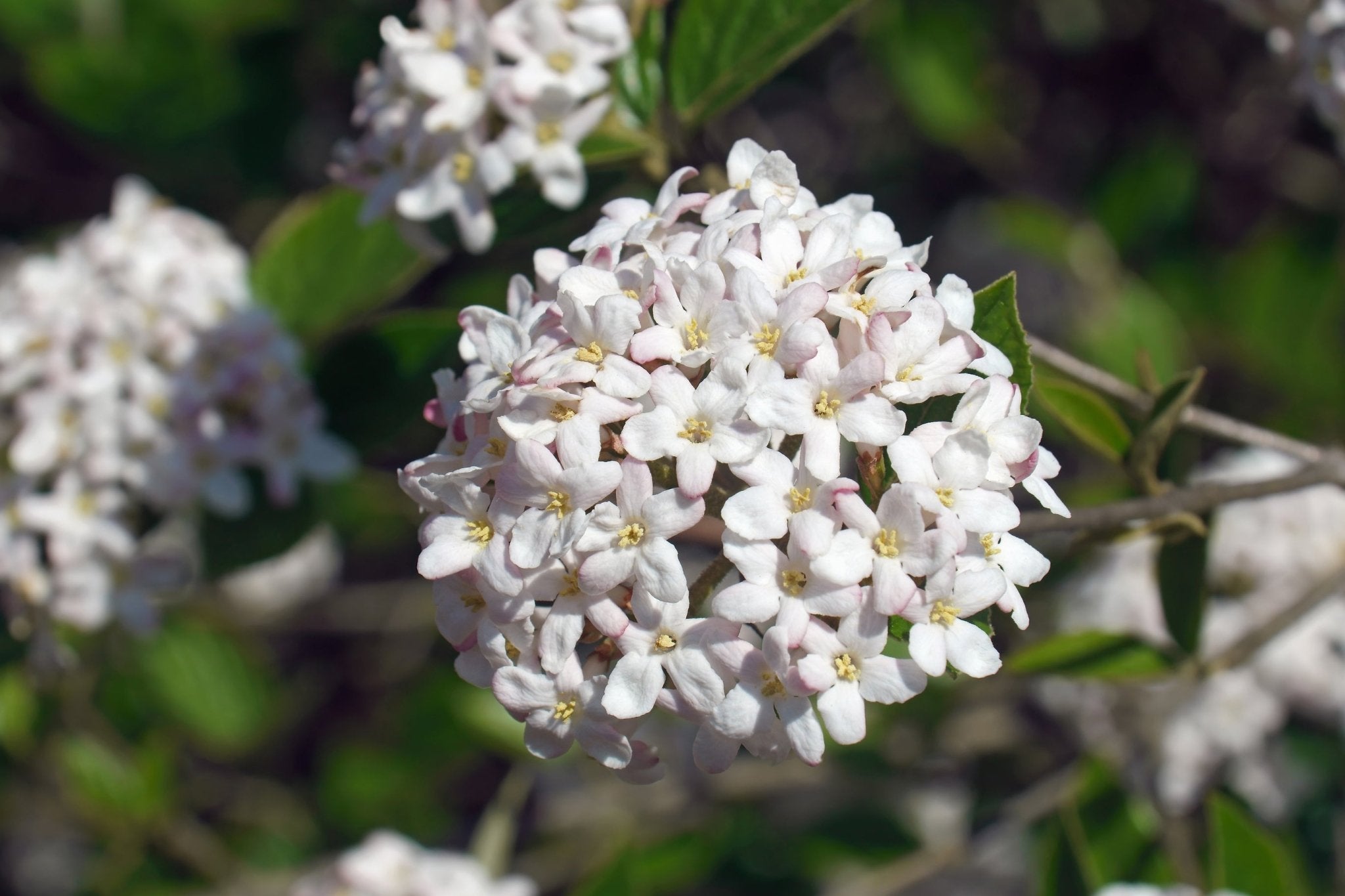 Mohawk Burkwood Viburnum - Thumbnail 2