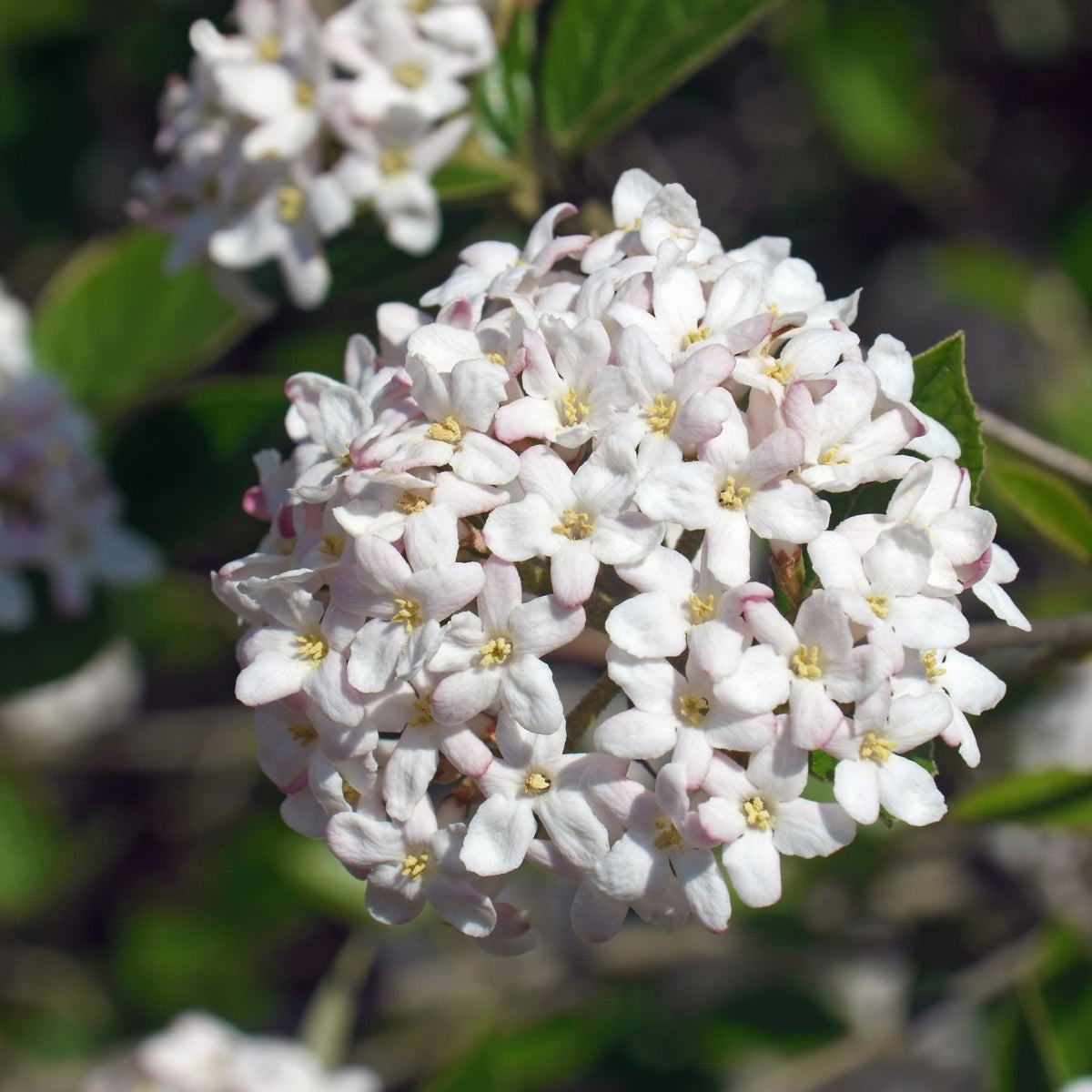Mohawk Burkwood Viburnum | Buy at NatureHills.com