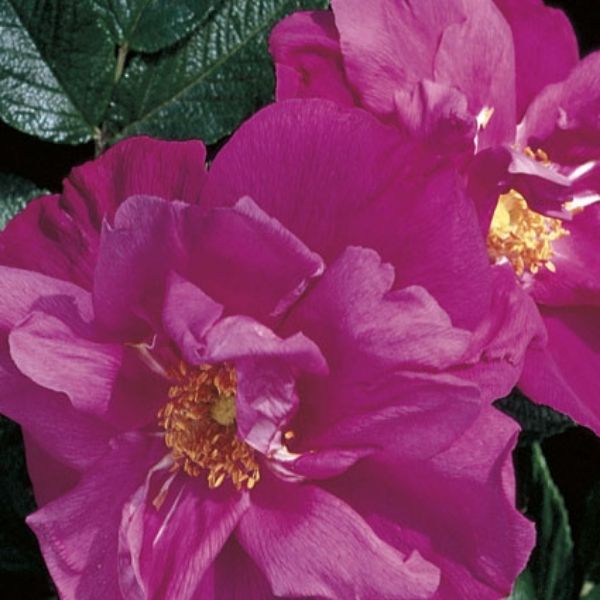 Moje Hammarberg Rugosa Rose