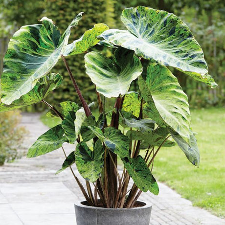 sumo elephant ear plant Sumo Elephant Ear: Massive Upright