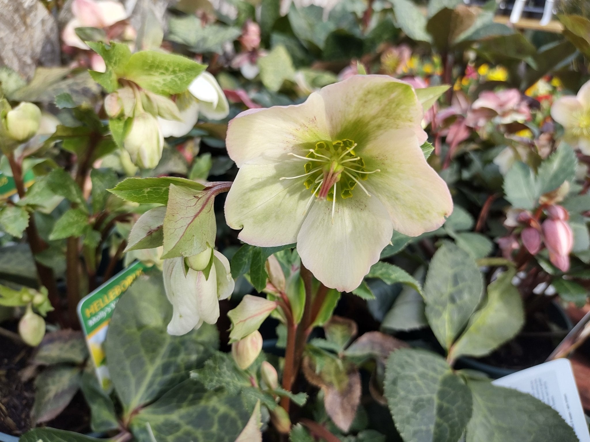FrostKiss Mollys White Hellebore - Lenten Rose for Sale