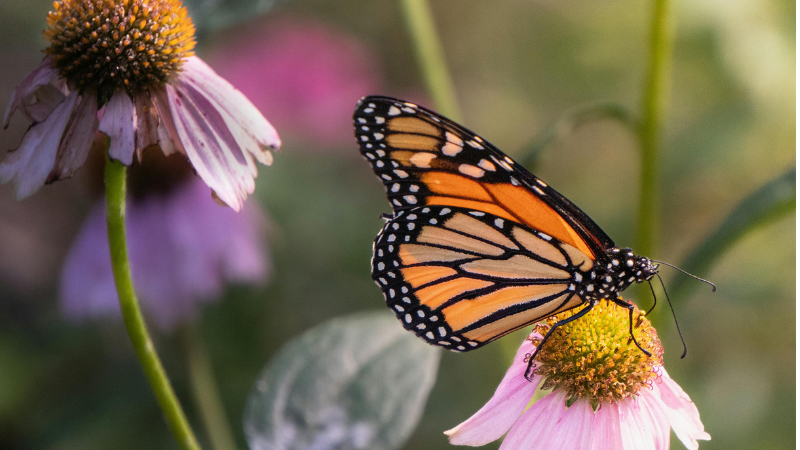 A Monarch butterfly feeds on the bright yellow center of a purple coneflower (Echinacea purpurea) bloom with drooping lavender-pink petals.