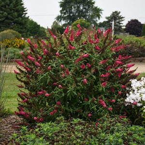 MONARCH&reg; Prince Charming Butterfly Bush - Nature Hills Nursery - Quart Container - 