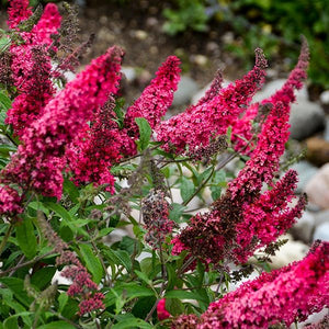 MONARCH&reg; Prince Charming Butterfly Bush - Nature Hills Nursery - Quart Container - 