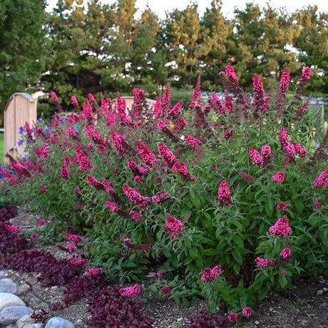 MONARCH&reg; Prince Charming Butterfly Bush - Nature Hills Nursery - Quart Container - 