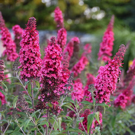 MONARCH&reg; Prince Charming Butterfly Bush - Nature Hills Nursery - Quart Container - 