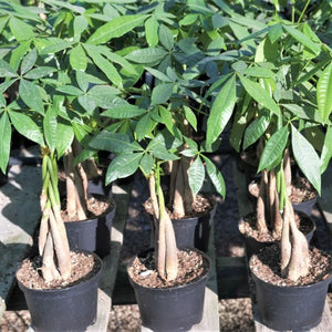 Money Tree - Nature Hills Nursery - 4 Inch Container - 