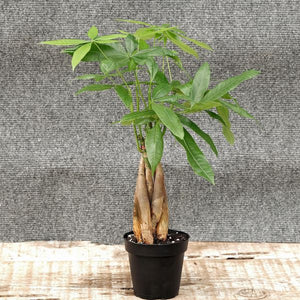 Money Tree - Nature Hills Nursery - 4 Inch Container - 