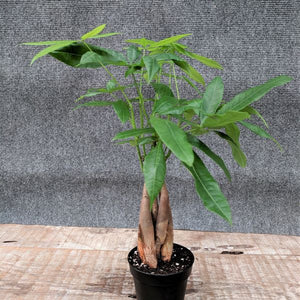 Money Tree - Nature Hills Nursery - 4 Inch Container - 