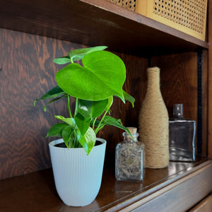 Monstera Deliciosa Swiss Cheese Plant in a 4 inch pot