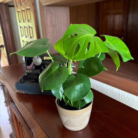 Monstera Deliciosa Swiss Cheese Plant in a 6 inch pot, view 2