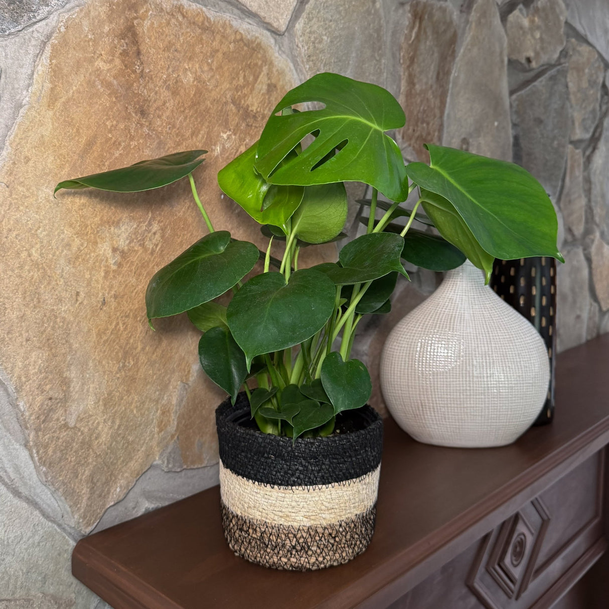 Monstera Deliciosa Swiss Cheese Plant in a 6 inch pot
