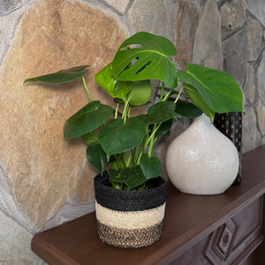 Monstera Deliciosa Swiss Cheese Plant in a 6 inch pot