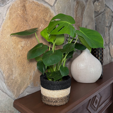 Monstera Deliciosa Swiss Cheese Plant in a 6 inch pot