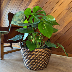 Monstera Deliciosa Swiss Cheese Plant in an 8 inch pot, view 2