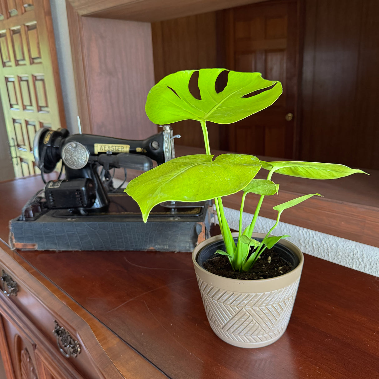 Monstera Super Golden in a 6 inch pot, view 2