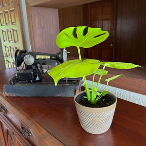 Monstera Super Golden in a 6 inch pot, view 2