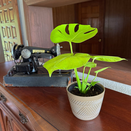 Monstera Super Golden in a 6 inch pot, view 2