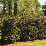 Montague™ Cleyera - Bush - Nature Hills Nursery - 1 Container - 