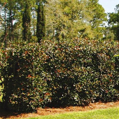 Montague™ Cleyera - Bush - Nature Hills Nursery - 1 Container - 