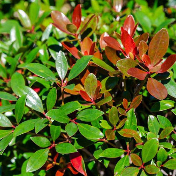 Montague™ Cleyera - Bush - Nature Hills Nursery - 1 Container - 