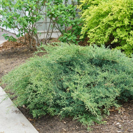 Montana Moss® Juniper - Bush - Nature Hills Nursery - 3 Container - 