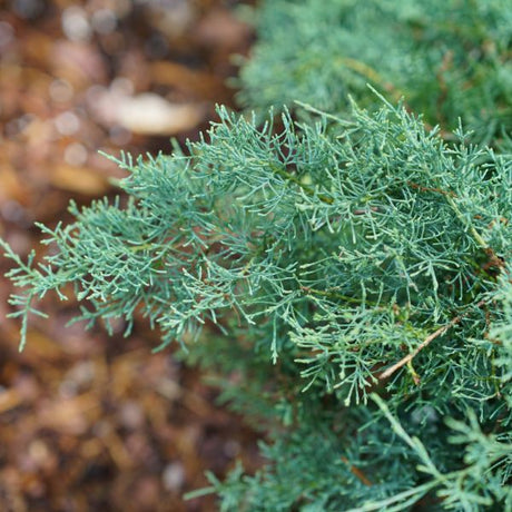 Montana Moss® Juniper - Bush - Nature Hills Nursery - 3 Container - 