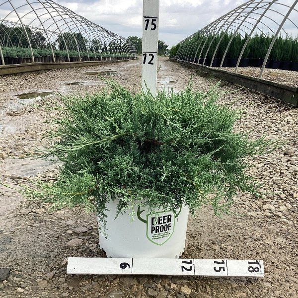 Montana Moss Juniper in Nursery Production Setting.