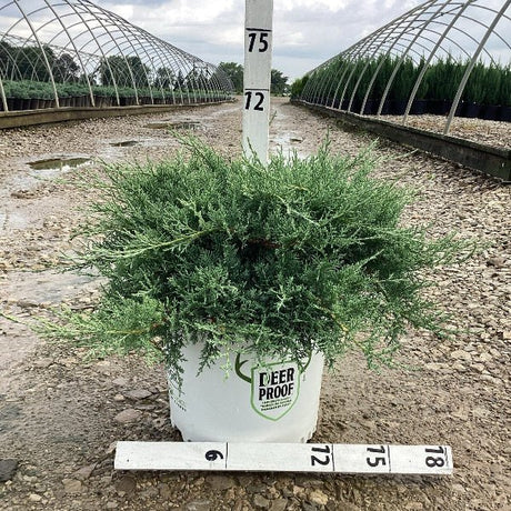 Montana Moss Juniper in Nursery Production Setting.