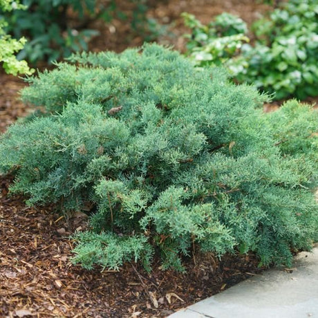 Montana Moss® Juniper - Bush - Nature Hills Nursery - 3 Container - 