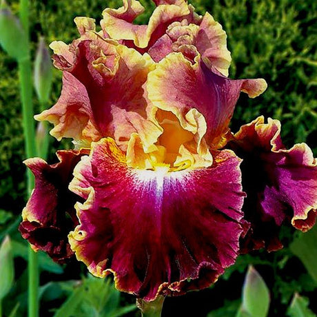 Montmartre Tall Bearded Iris - Nature Hills Nursery - Bare Root Iris - 