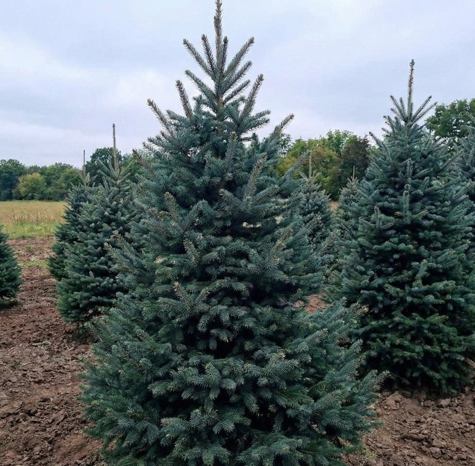 Montrose Charm White Spruce (Picea glauca 'Montrose Charm'), a tree featuring dense, pyramidal form.