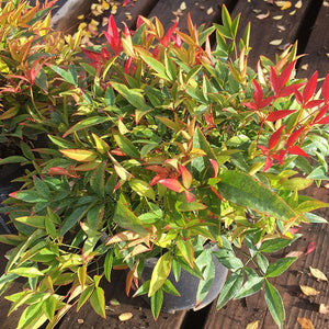 Moon Bay Heavenly Bamboo - Nature Hills Nursery - #1 Container - 