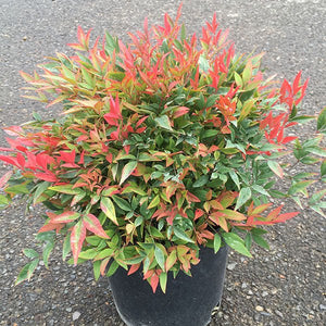 Moon Bay Heavenly Bamboo - Nature Hills Nursery - #1 Container - 