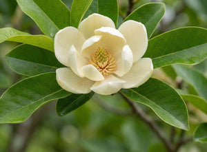 Moonglow® Sweetbay Magnolia