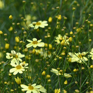 Moonbeam Coreopsis pale yellow daisy-like flowers and buds on slender stems in a lush garden planting.