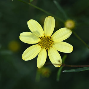 Moonbeam Coreopsis pale yellow daisy-like flower with a golden center blooming against dark green foliage.