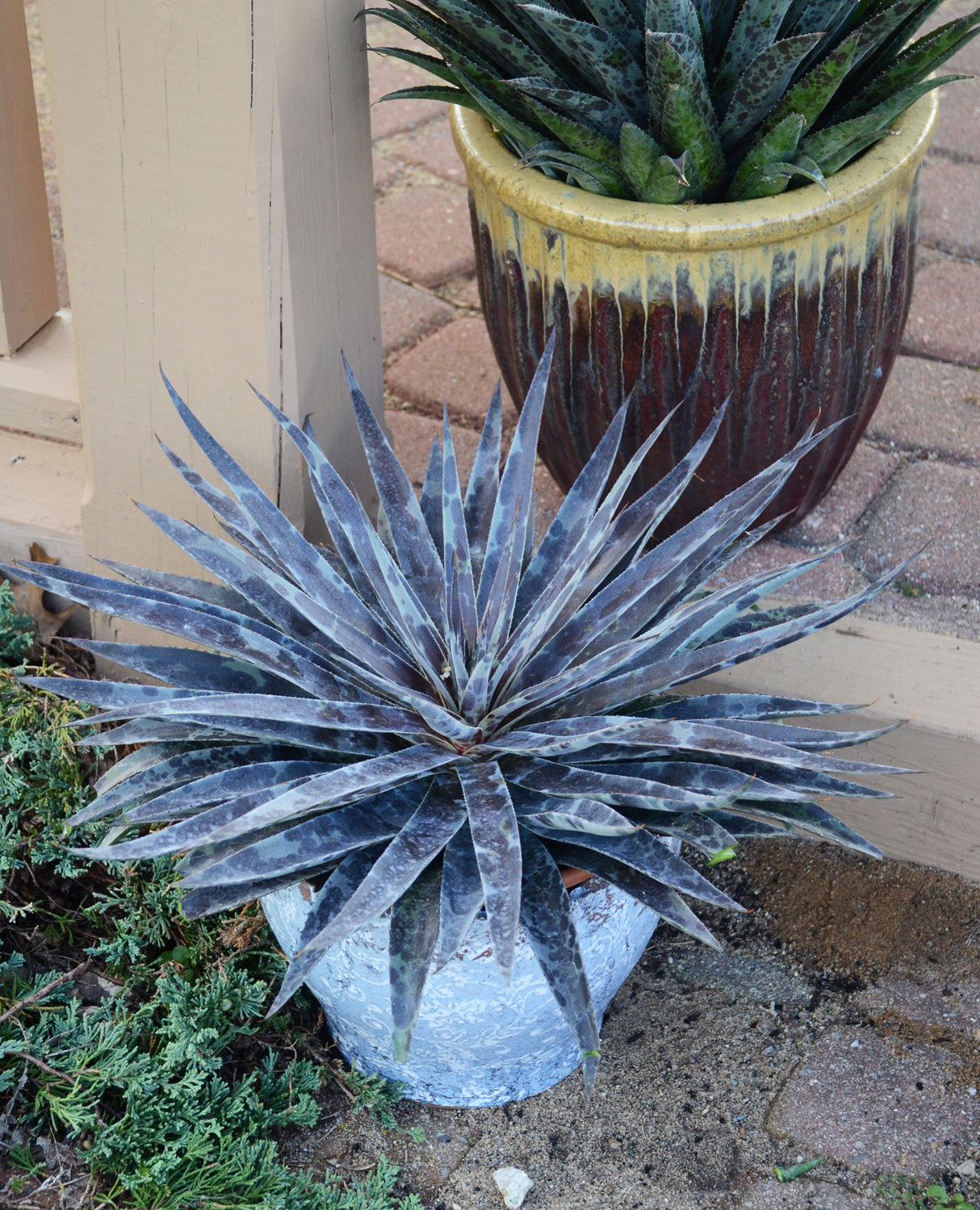 Moonglow mangave in a white patio pot, a dense starry rosette of narrow leaves mottled in purple