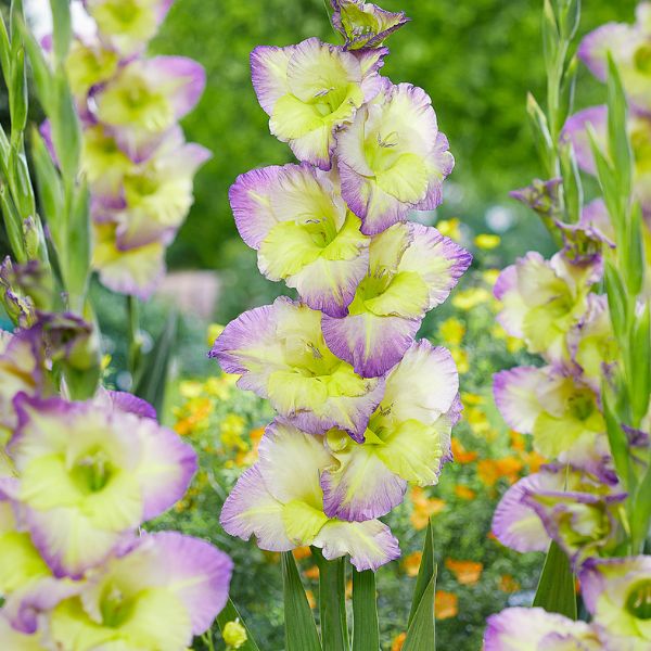 Moonlight Shadow Gladiolus - Nature Hills Nursery - 12 Pack Bulbs - 