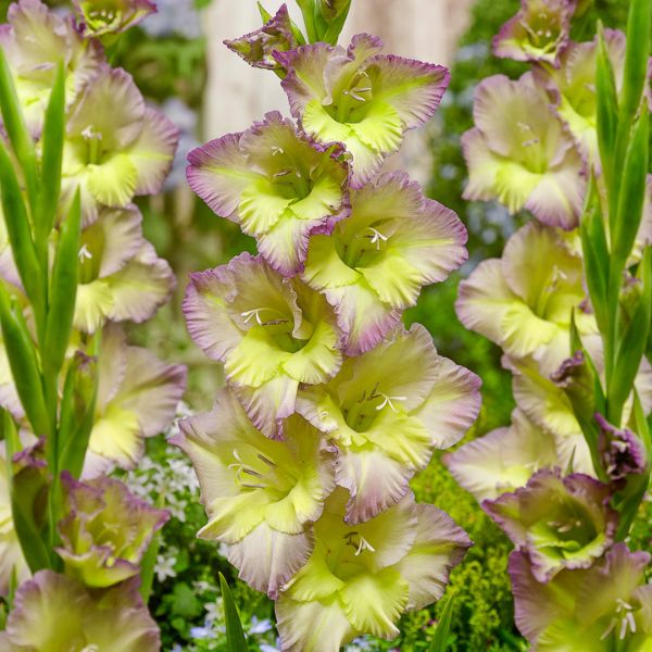 Moonlight Shadow Gladiolus - Nature Hills Nursery - 12 Pack Bulbs - 