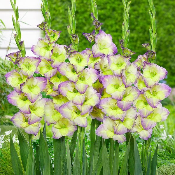 Moonlight Shadow Gladiolus - Nature Hills Nursery - 12 Pack Bulbs - 