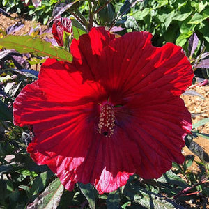 MoonShadow™ Carmine Hardy Hibiscus - Nature Hills Nursery - Bareroot - 