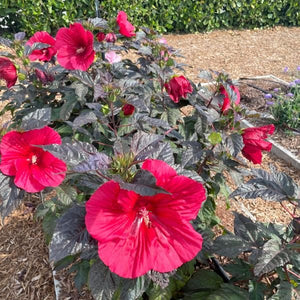 MoonShadow™ Carmine Hardy Hibiscus - Nature Hills Nursery - Bareroot - 